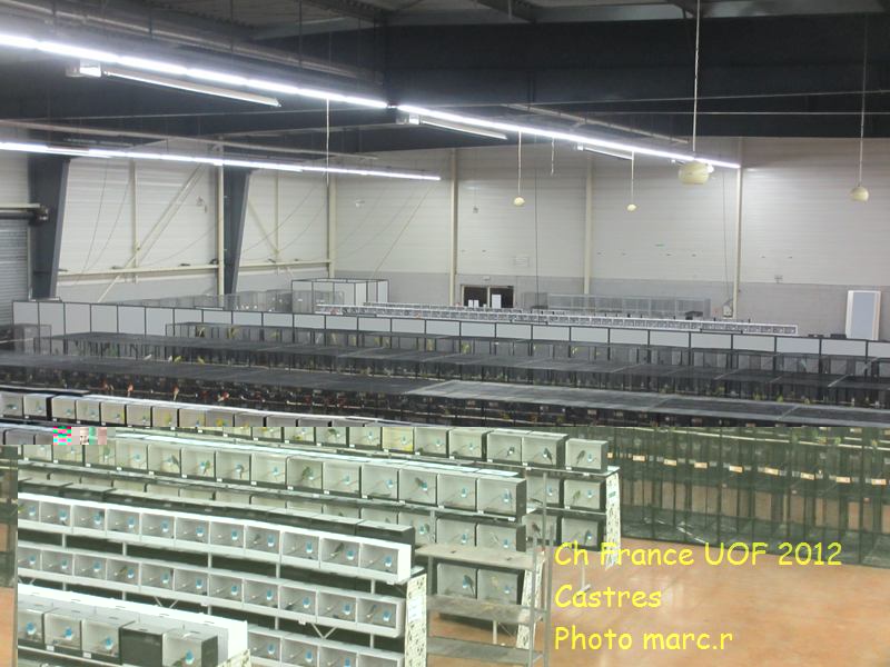 castres_hall_psittacides_4_5.jpg