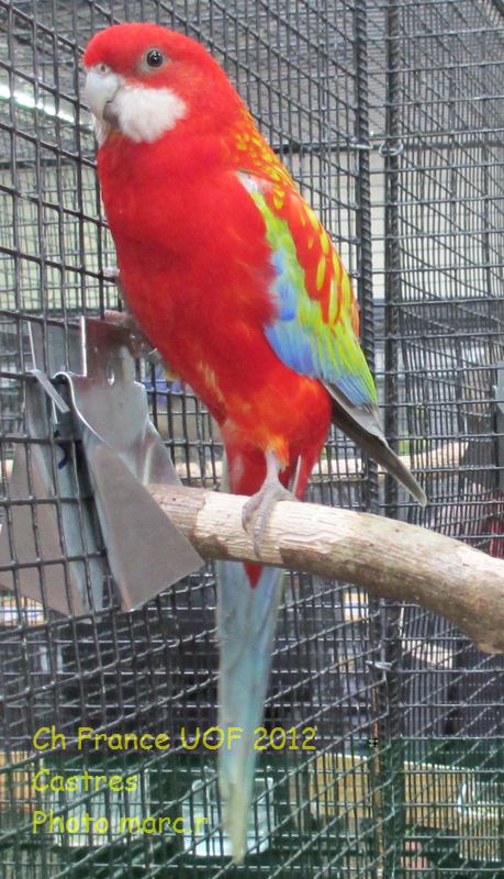 Omnicolore_opaline_pastel_93Pt_Ch.jpg