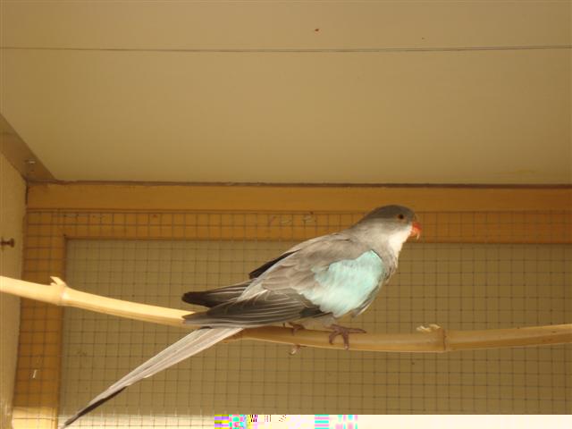 FEMELLE PDG BLEUE 01 (Small).JPG