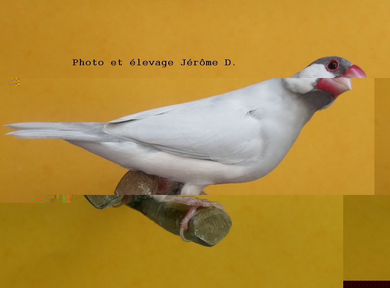 DSCF9378.JPG