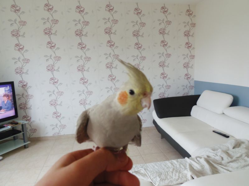 A mettre sur le forum (3).JPG