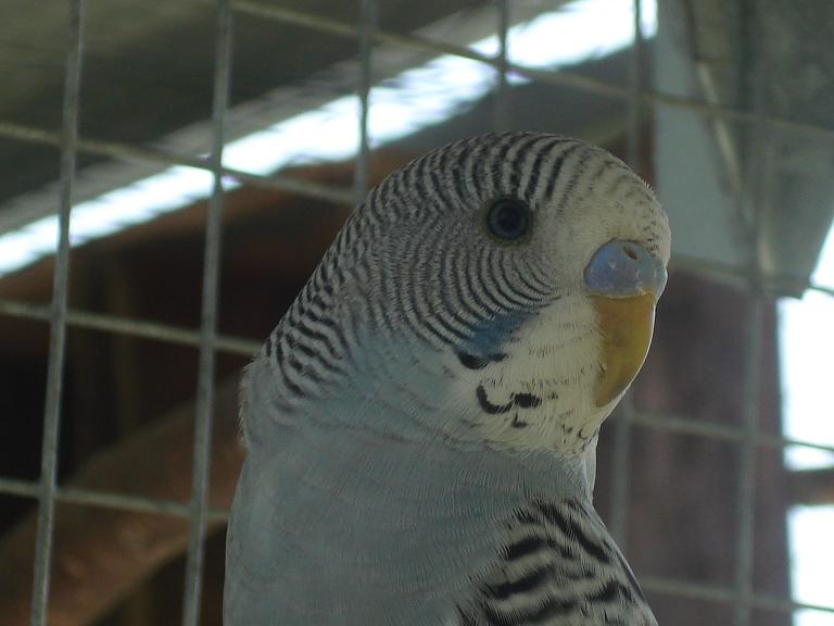 gris2.jpg
