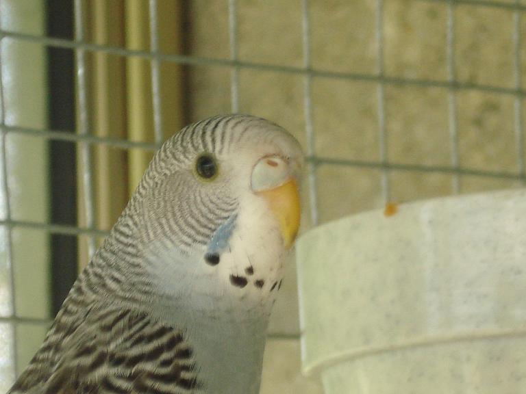 gris3.jpg