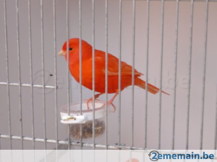 166164686_6-canaris.jpg