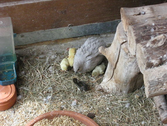 oiseaux 2011 17.jpg