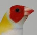 TÃªte de gould - 7.JPG