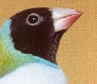 Couleur du bec du mÃ¢le tÃªte noire 1.JPG
