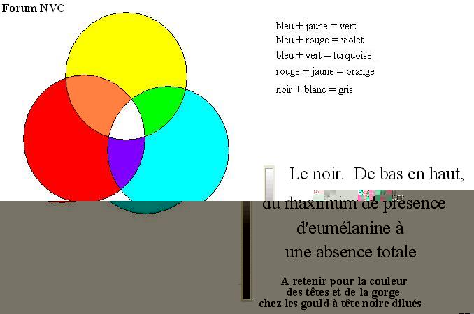 COULEURS BASIQUES.JPG