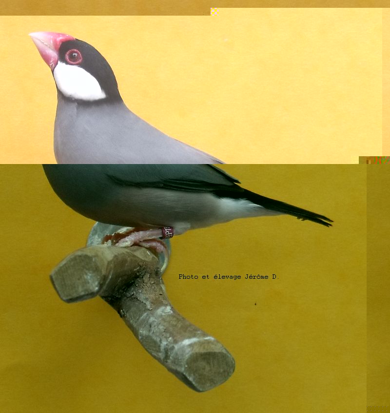 DSCF9775.JPG