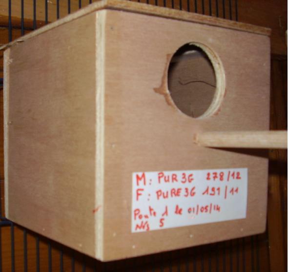 Nid gould 4.JPG