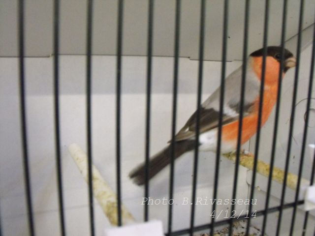 DSCF1416.jpg