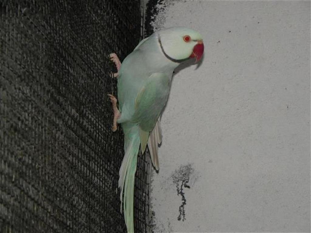 IMGP5425 (Medium) (Small) (Medium).JPG
