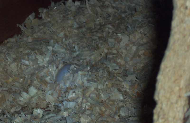 coco à Lola 001redi.jpg