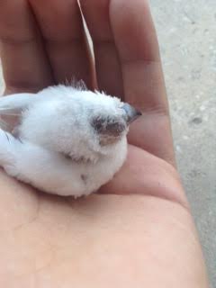 oiseau 1.jpg