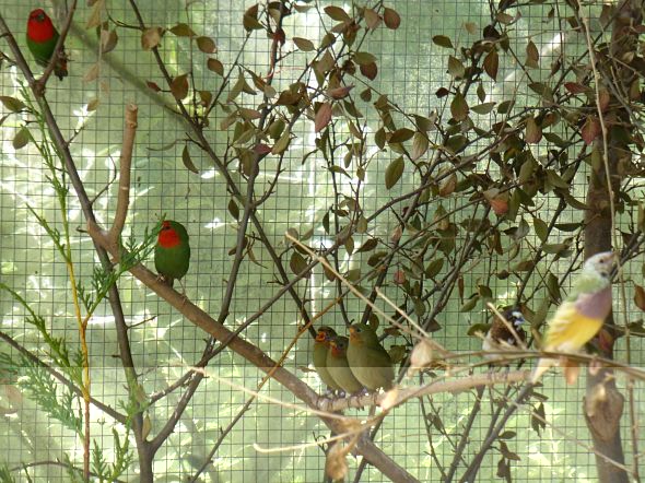 OISEAUX_2015_048_opt.jpg
