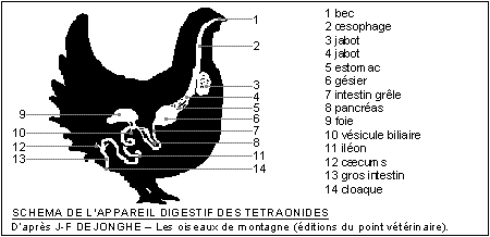 Appareil_digestif_des_tétras.gif