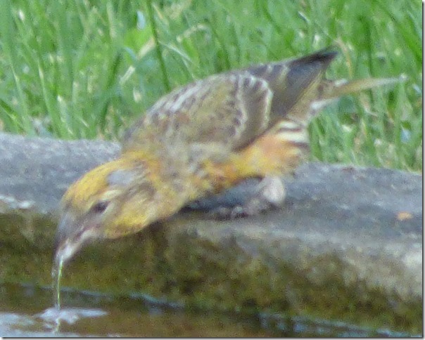 27 juin 2019 quel est cet oiseau (14)[5].jpg