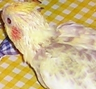pifou.jpg