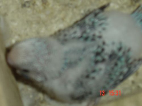 Grandit 005.jpg