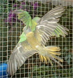tp gris-vert4.jpg