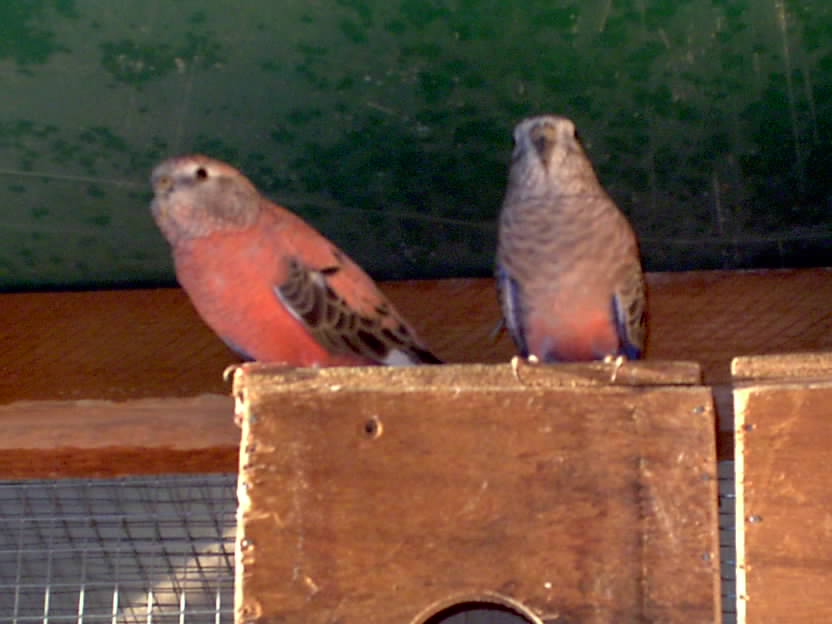 couple bourke.JPG
