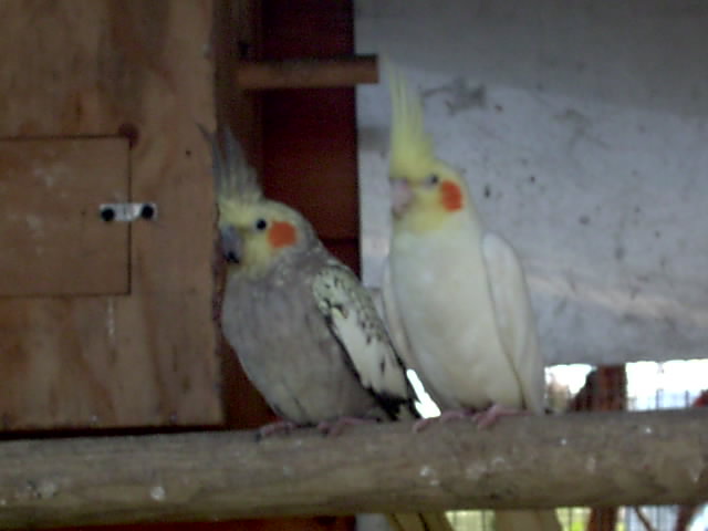 couple calo.JPG