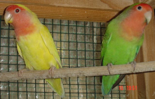 Cple roseico 00.jpg