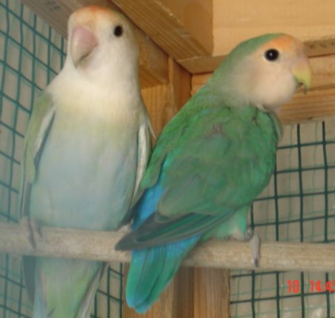 cple aqua roseico.jpg
