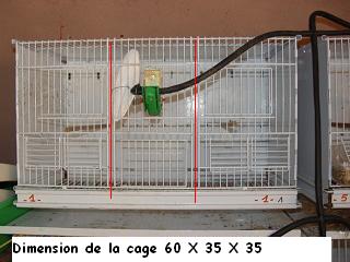 cage.jpg
