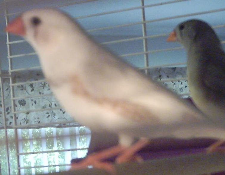 mandarin male.JPG