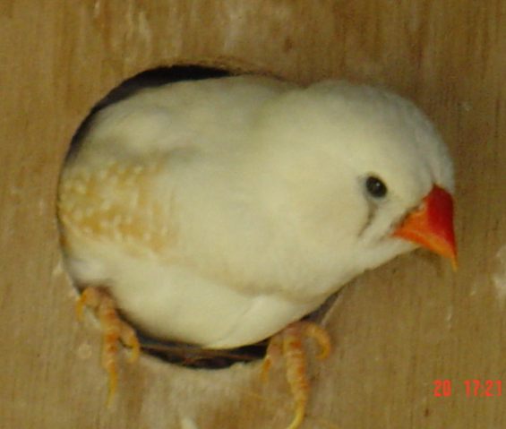 Male blanc nid.jpg