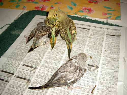 les 4 aprÃ¨s le nettoyage des pattes.JPG