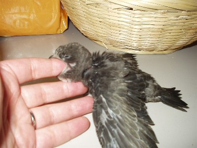 bb 003.jpg
