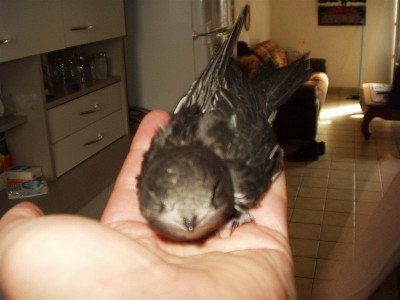 bb 001.jpg
