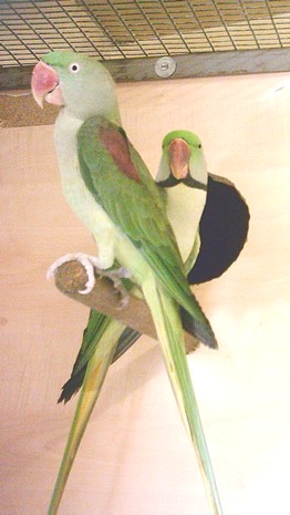 Couple GA 4.jpg