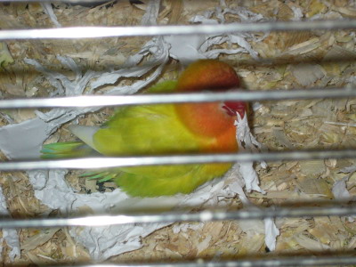 sunny feuille 2.jpg