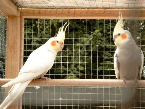 couple calo.jpg