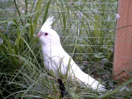 albino herbe.jpg