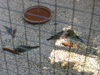 Multicolores 04.JPG