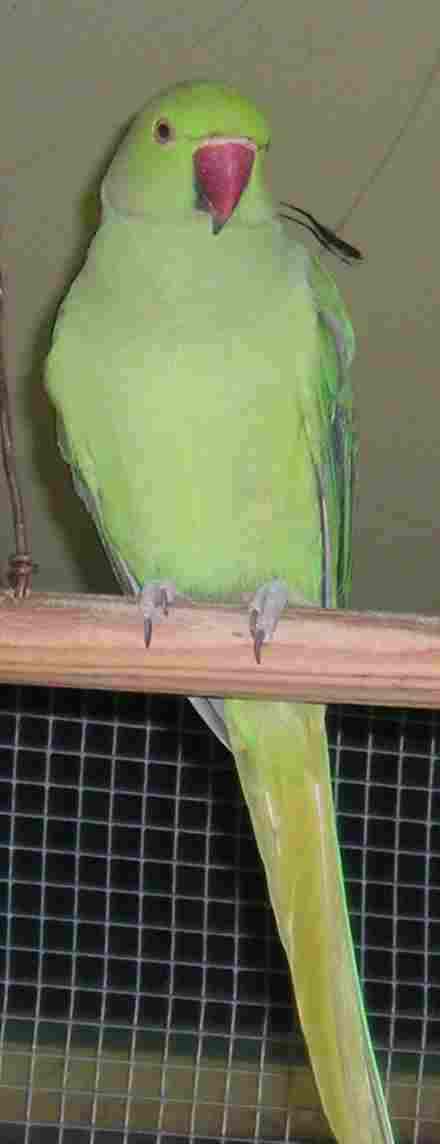 collier vert.jpg