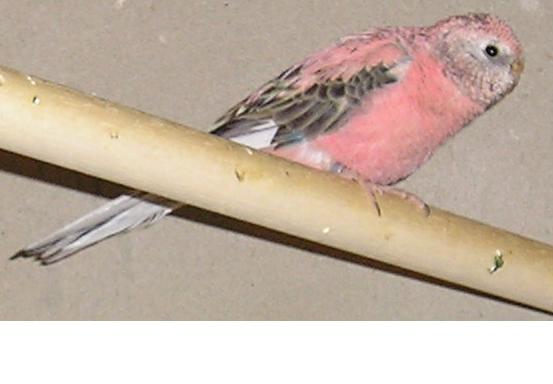 bourke.JPG