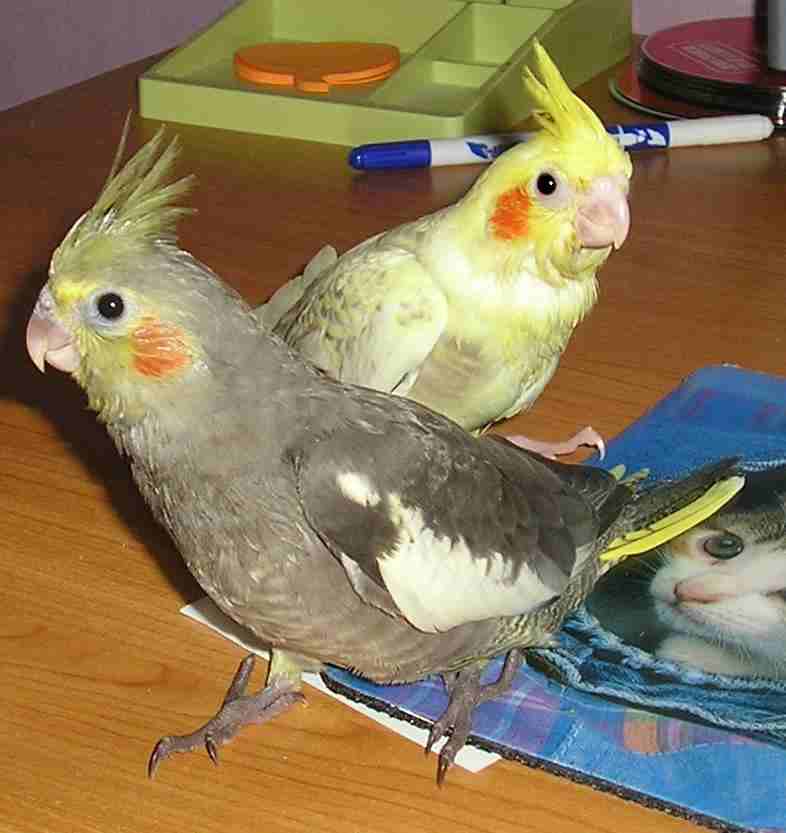 yumi et pifou 2.jpg