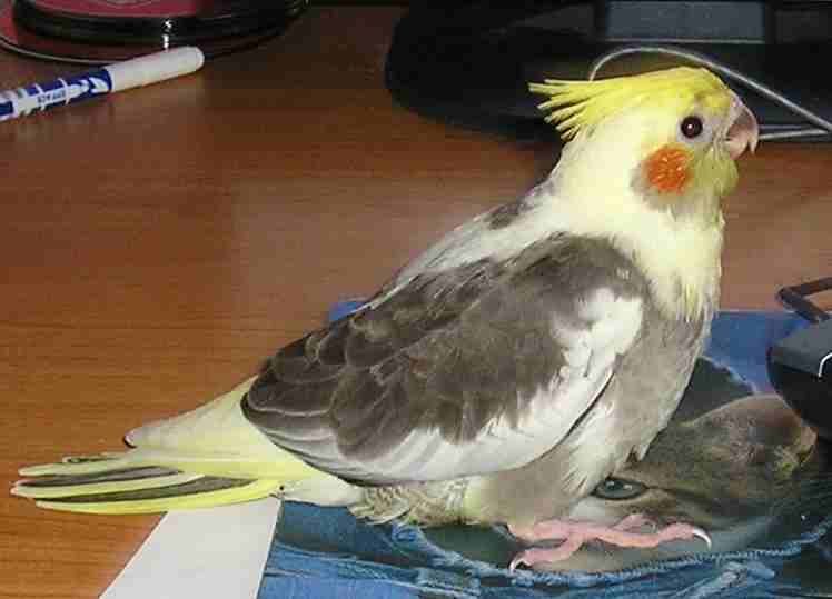 chico2.jpg