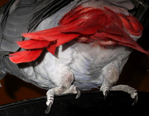 pattes neuf.jpg