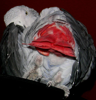 pattes huit.jpg
