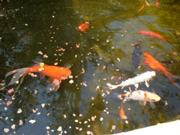 poissons 1.jpg