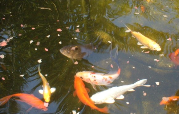 poissons.jpg