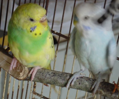 cple pt cage.jpg