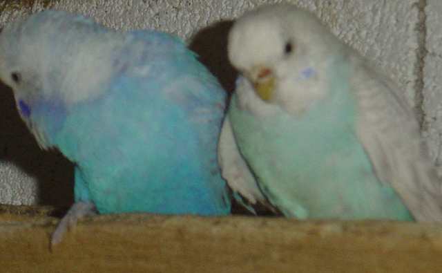 cple 011.jpg