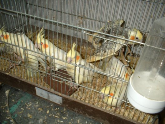 cage calos.jpg